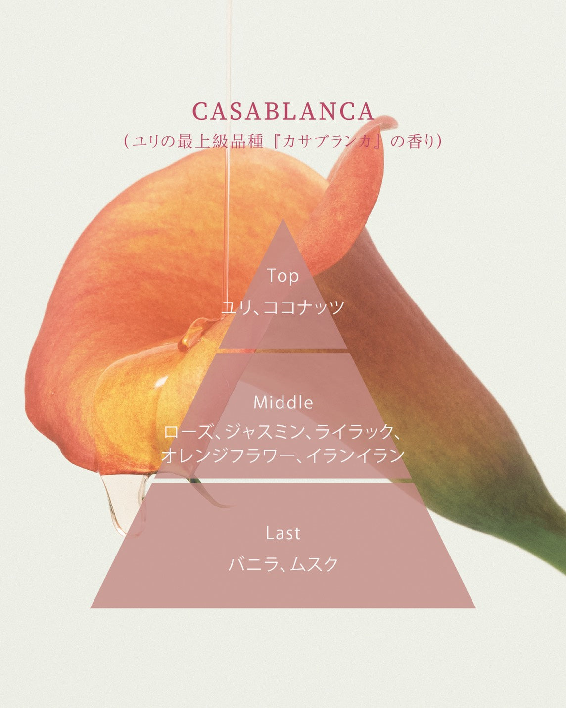 ウォータリーシャンプー カサブランカ